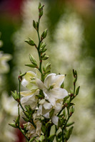 Yucca filamentosa